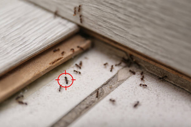 Best Termite Control Services  in Clairton, PA