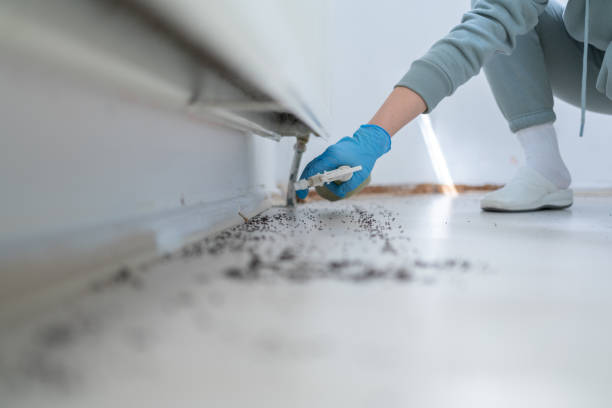 Best Local Pest Control Services  in Clairton, PA